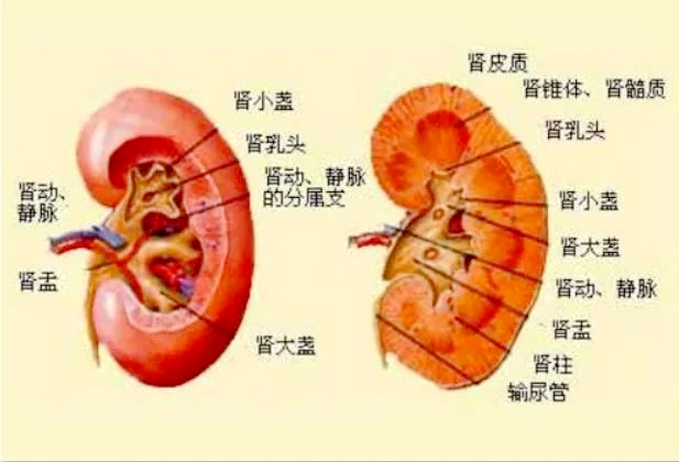 6年高血压原是肾上腺瘤作祟，腹腔镜微创手术一朝除病灶